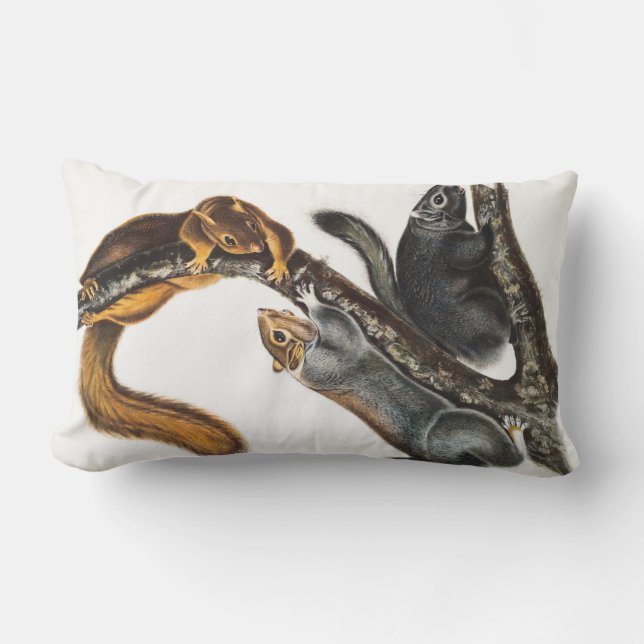 Cat Squirrel (Sciurus cinereus) Illustration Lumbar Pillow (Front)