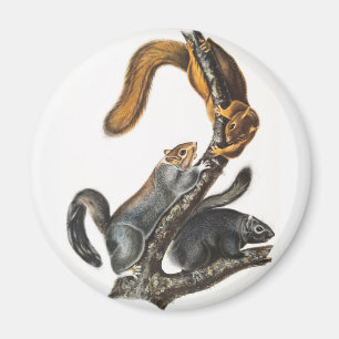 Cat Squirrel (Sciurus cinereus) Illustration Magnet