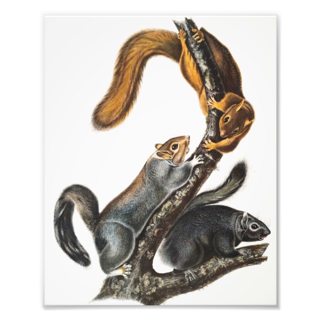 Cat Squirrel (Sciurus cinereus) Illustration Photo Print (Front)