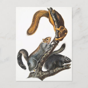 Cat Squirrel (Sciurus cinereus) Illustration Postcard
