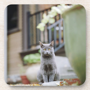 Cat staring coaster