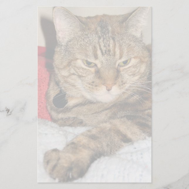 Cat Stationery (Front)