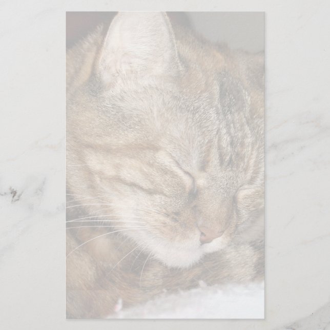 Cat Stationery (Front)