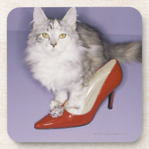 Cat stepping into high heel coaster