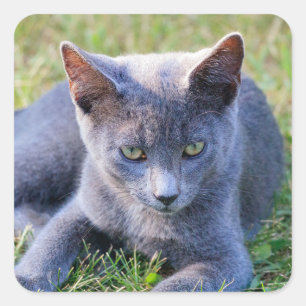 Cat Sticker