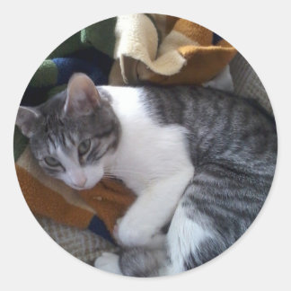Cat Sticker