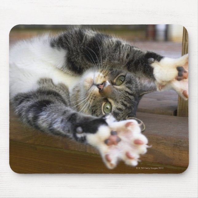 Cat stretching, indoors mouse pad (Front)