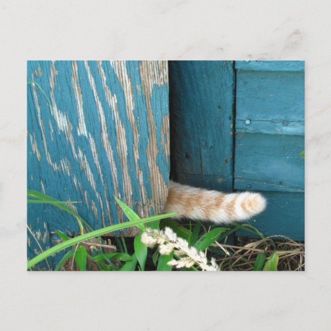 Cat Tail calendar ~ postcard (Front)