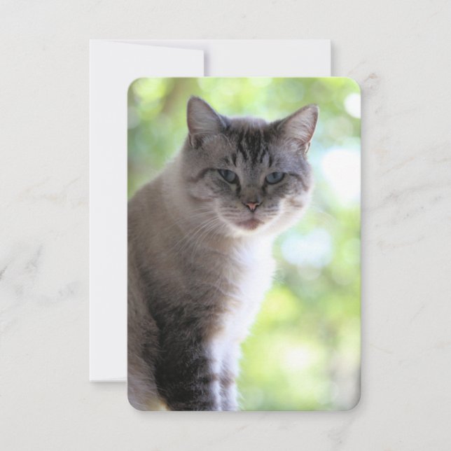 Cat Thank You Card (Front)