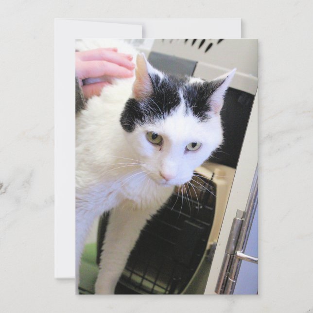 Cat Thank You Card (Front)