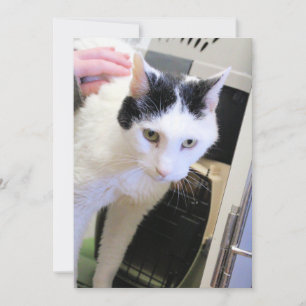 Cat Thank You Card
