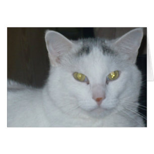 Cat Thoughts Chat blanc