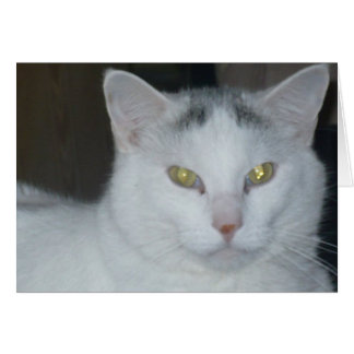 Cat Thoughts Chat blanc