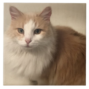 Cat tile
