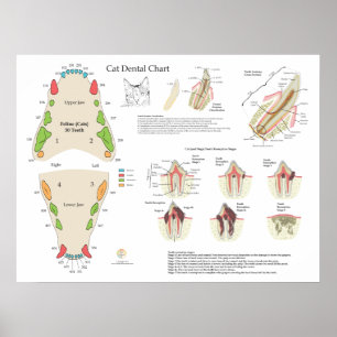 Cat Veterinary Dental Tooth Chart