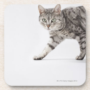 Cat walking coaster