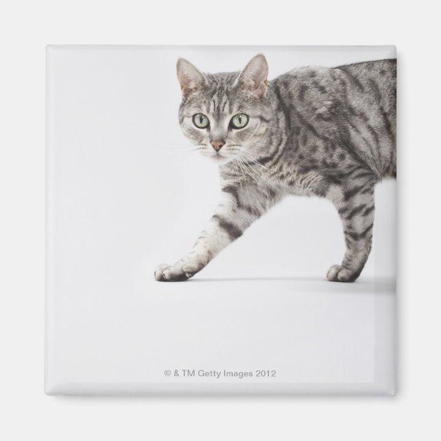 Cat walking magnet (Front)