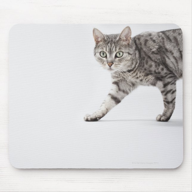 Cat walking mouse pad (Front)