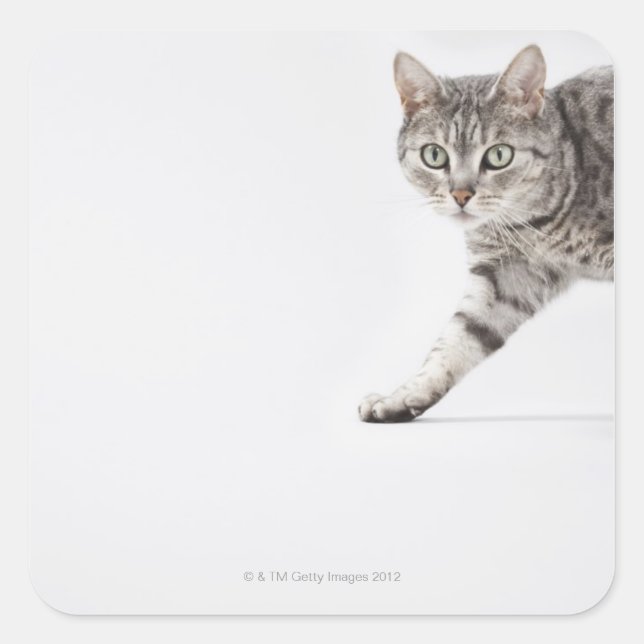 Cat walking square sticker (Front)