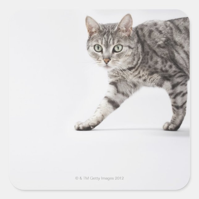 Cat walking square sticker (Front)