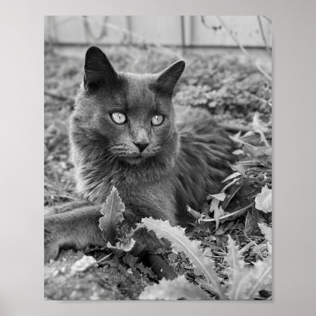 cat wall art (Front)