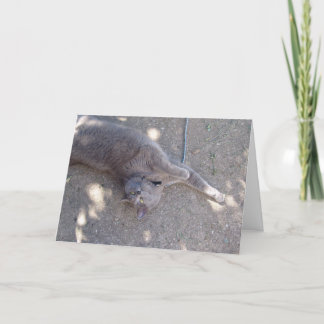 Cat wants cake! card