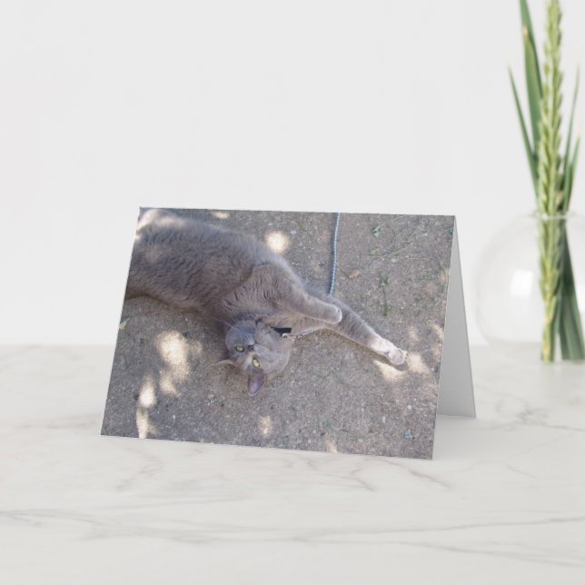 Cat wants cake! card (Front)