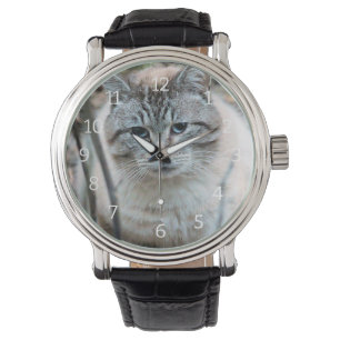 Cat Watch