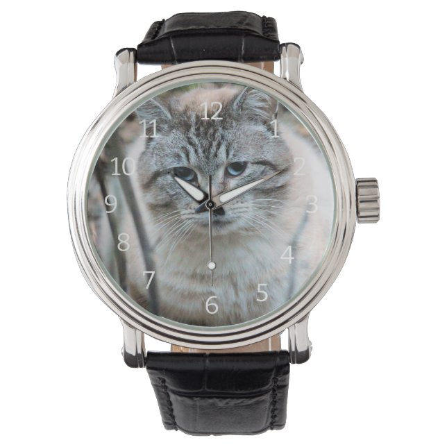 Cat Watch (Front)
