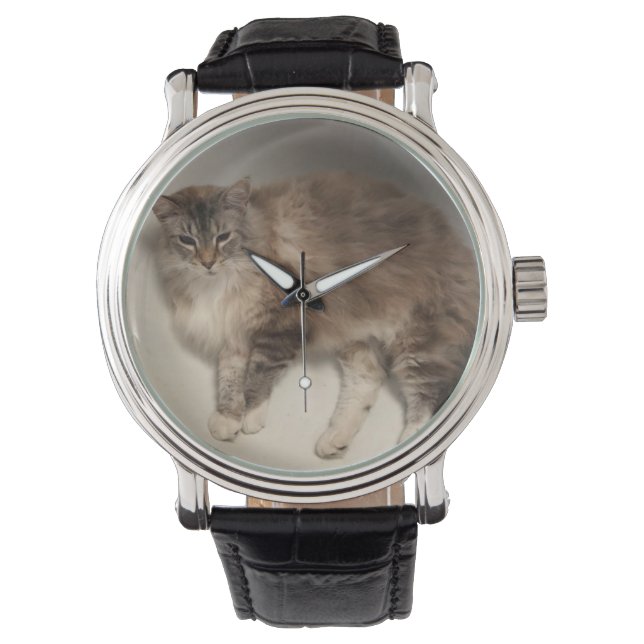 Cat Watches (Front)