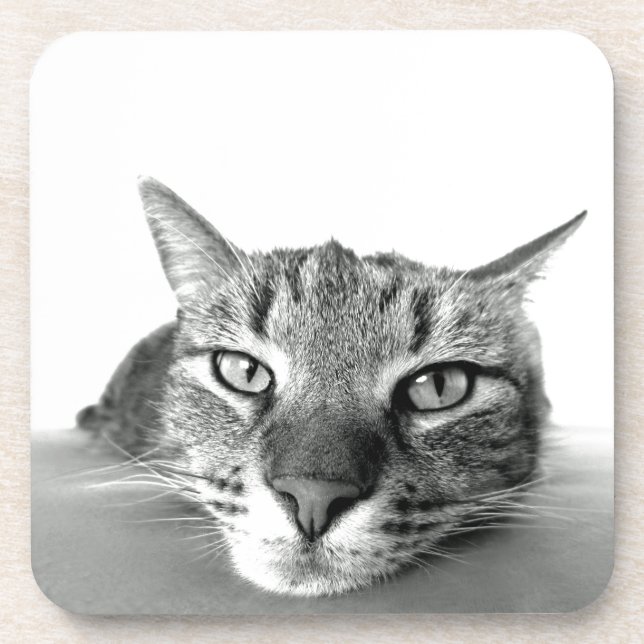 Cat Watching Coaster (Front)