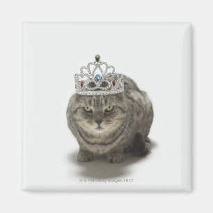 Cat wearing a tiara magnet