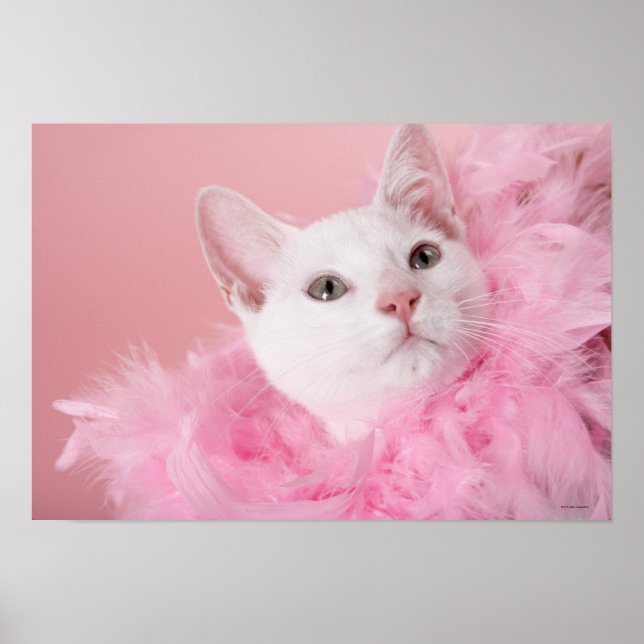 Cat wearing feather boa poster (Front)