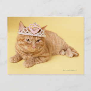 Cat wearing tiara postcard