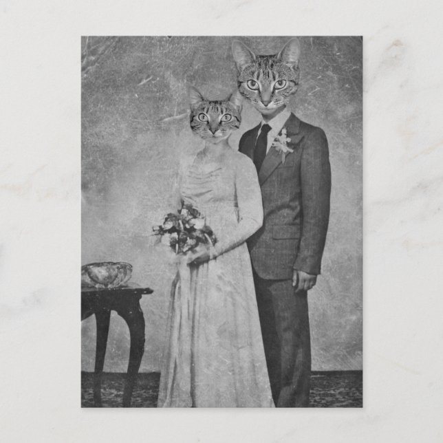 Cat wedding postcard (Front)