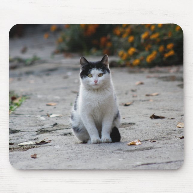 Cat, White, Pet Mouse Pad (Front)