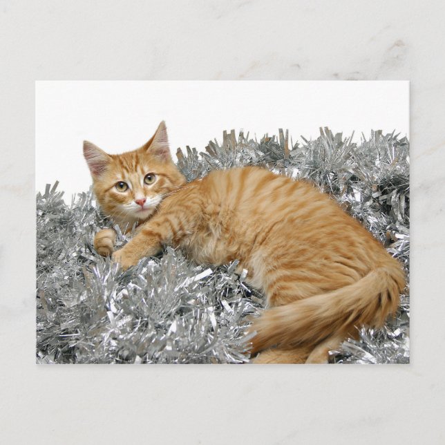 Cat Who me? Postcard (Front)