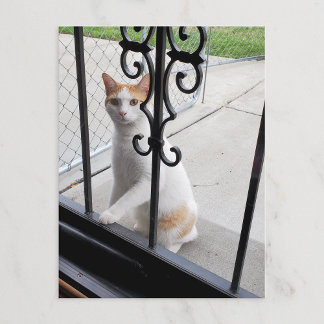 Cat Who Really Wants to Come In Postcard
