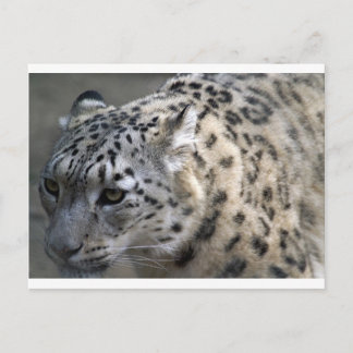 Cat Wild Snow Leopard Spots Destiny Nature Postcard