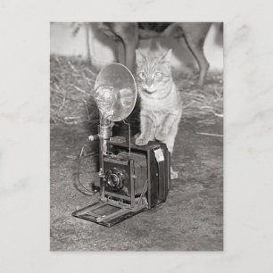 Cat with a Camera, 1936 Postcard
