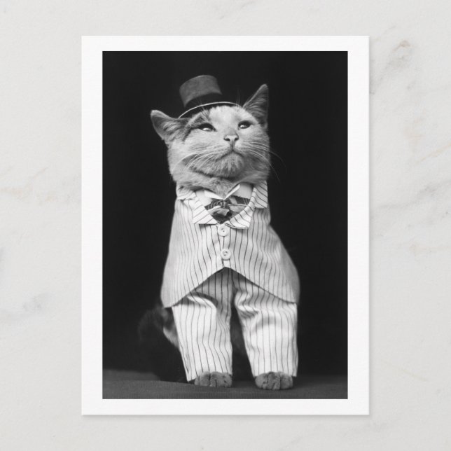 Cat With a Hat, 1906 Postcard (Front)