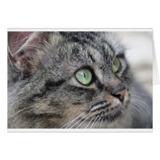 Cat with beautiful green eyes