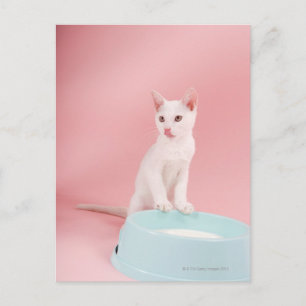 Cat with bowl of milk postcard