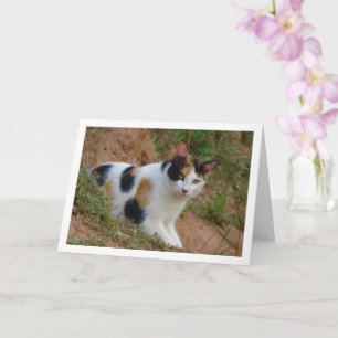 Cat with Calico Pattern Card