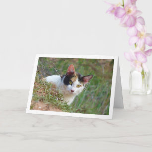 Cat with Calico Pattern Card