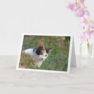 Cat with Calico Pattern Card