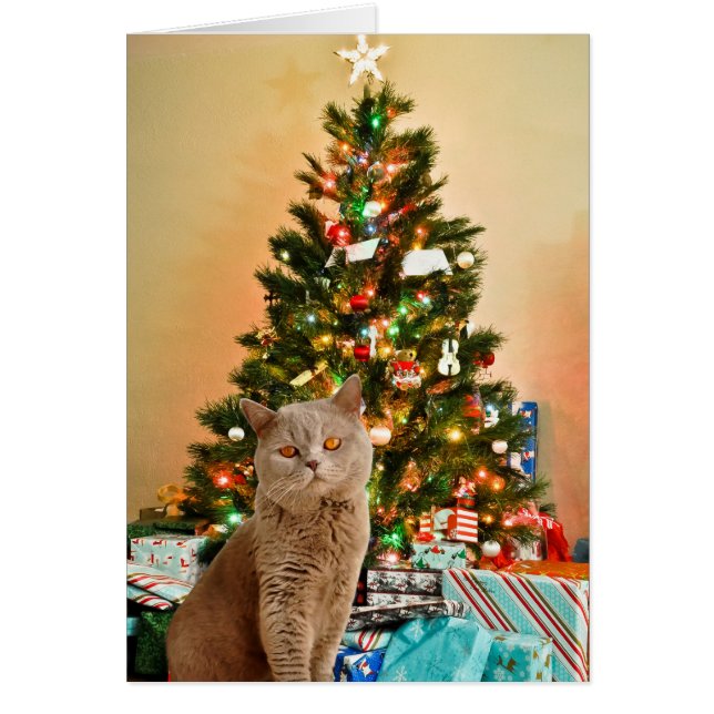 Cat with Decorated Christmas Tree and Gift Boxes (Front)