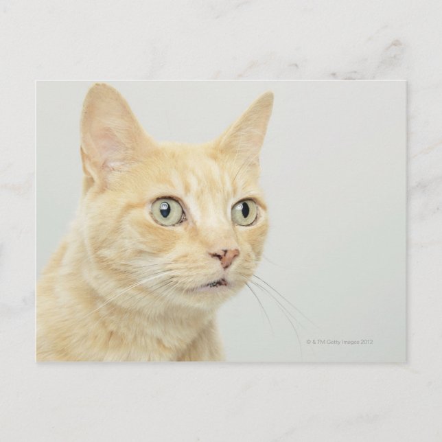 Cat with eyes open wide, close-up postcard (Front)