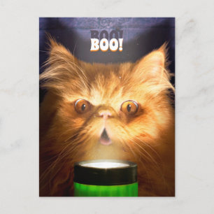 Cat With Flashlight Invitation Postcard
