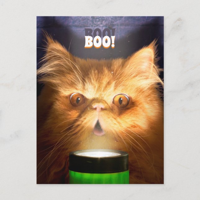 Cat With Flashlight Invitation Postcard (Front)